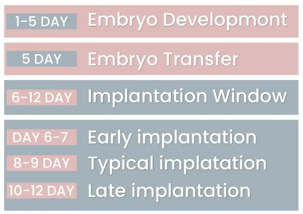 Embryo Transfer In Ivf
