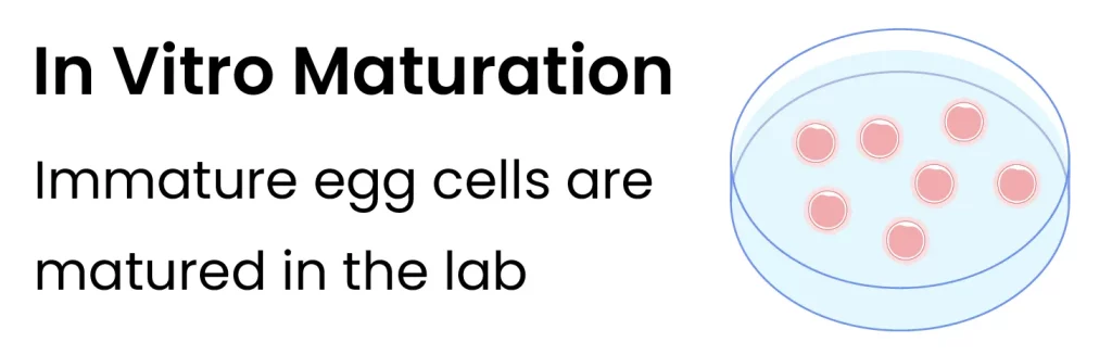 In Vitro Maturation