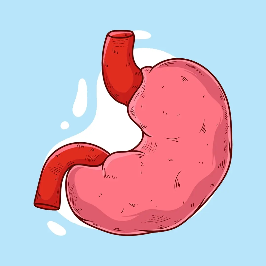 An Illustration Of A Stomach