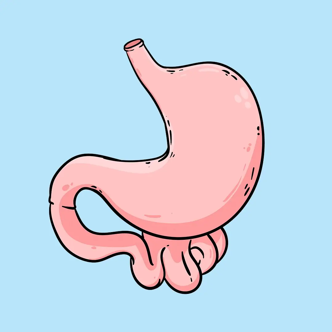 An Illustration Of A Stomach