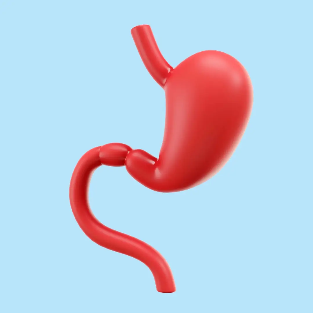 A 4D Image Of A Stomach