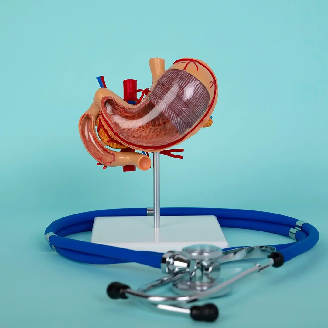An Image Showing A 4D Anatomical Model Of The Human Stomach
