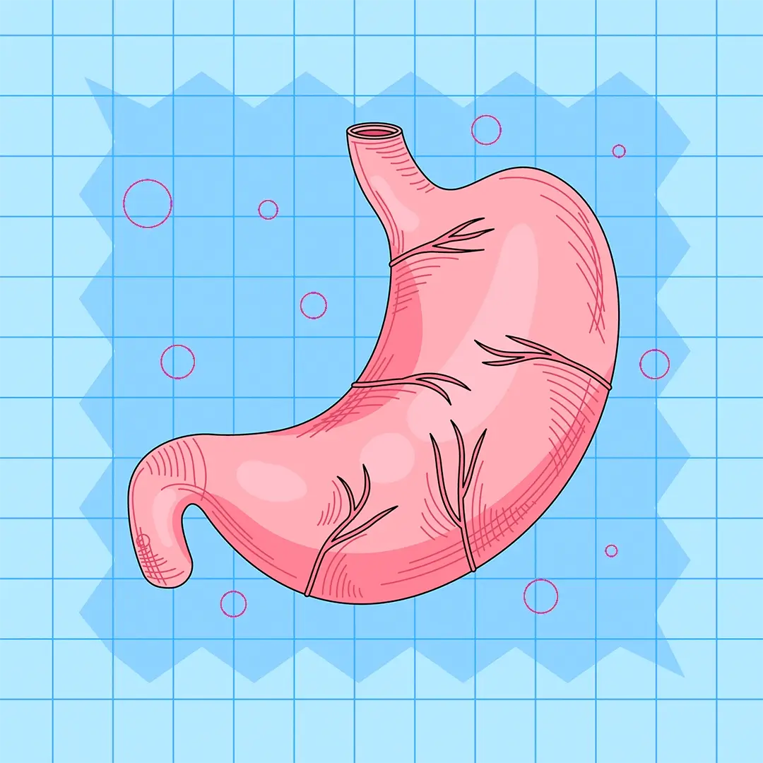 Stomach